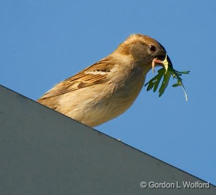 Little Brown Bird_45322.jpg - House Sparrow (Passer domesticus)Photographed near Breaux Bridge, Louisiana, USA.